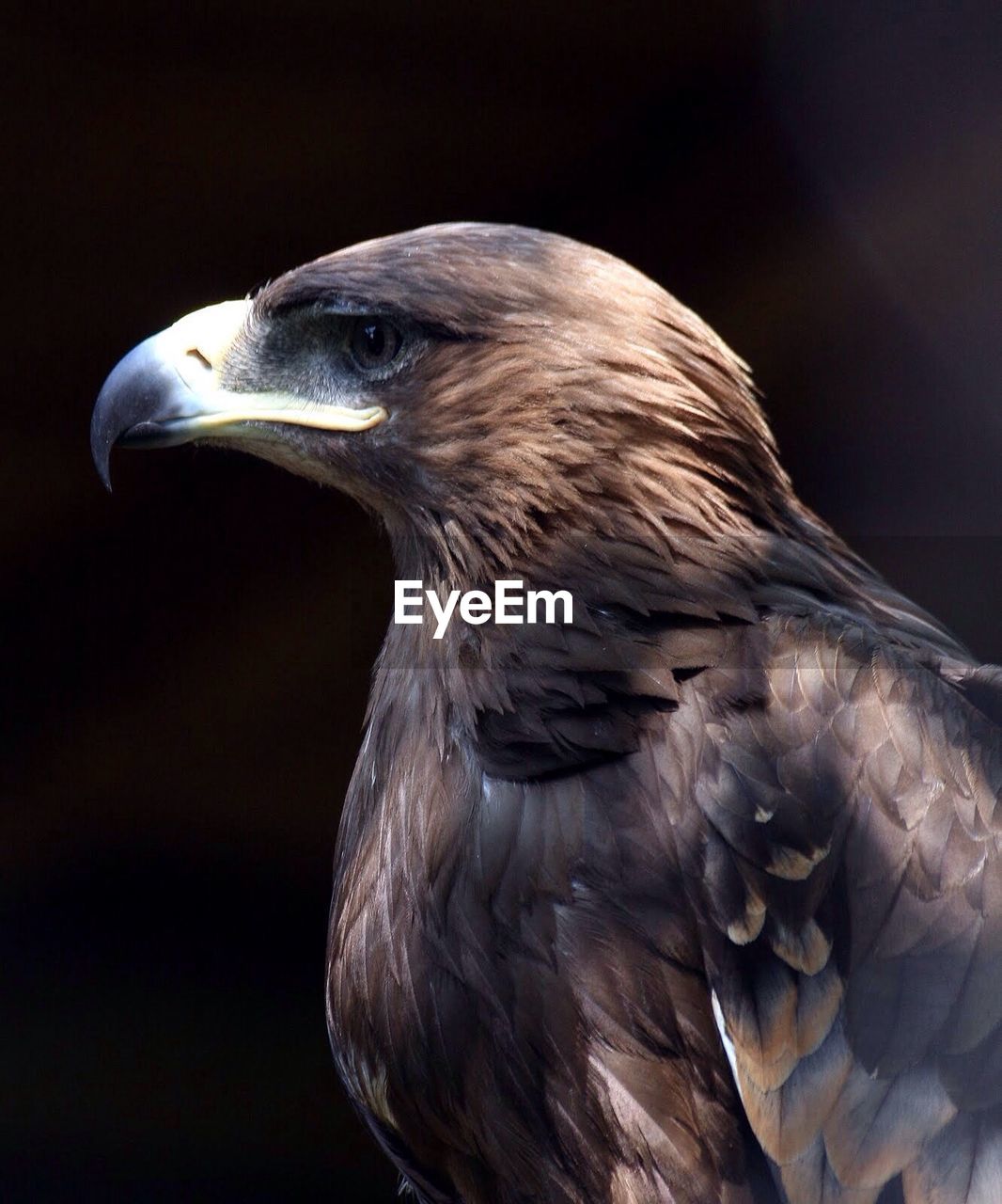 Close up of eagle