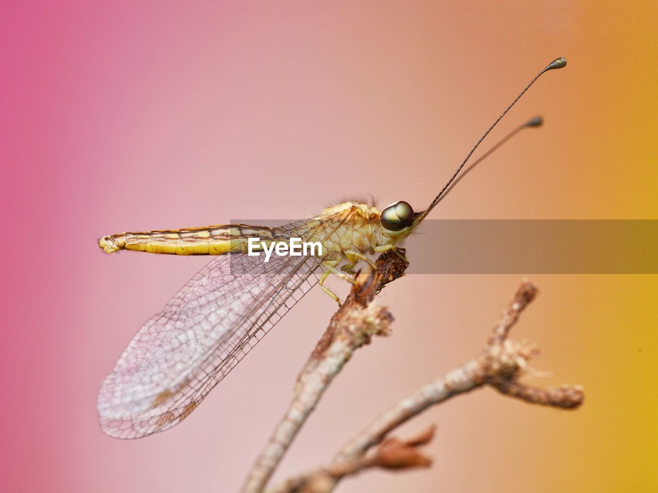 Close-up of owlfly insect