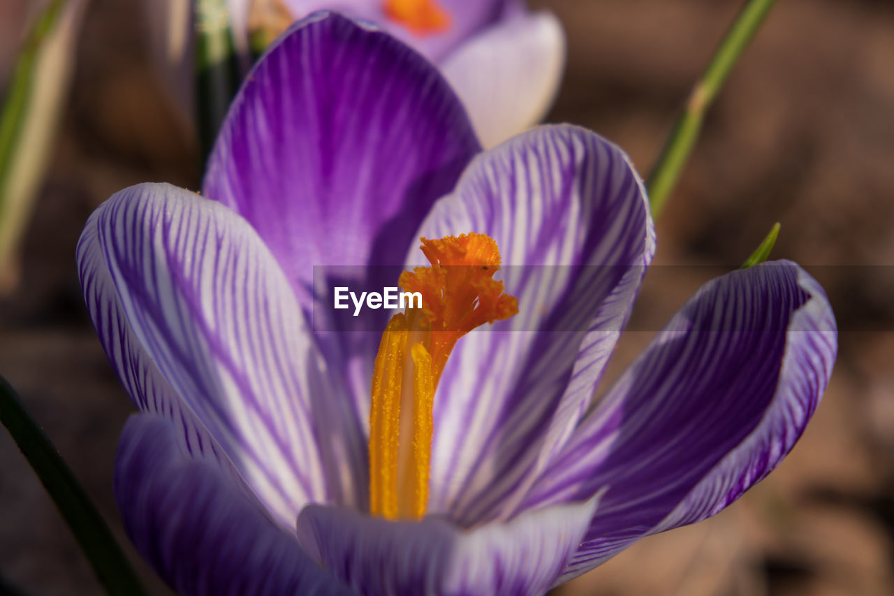 Close-up of purple crocus flowers