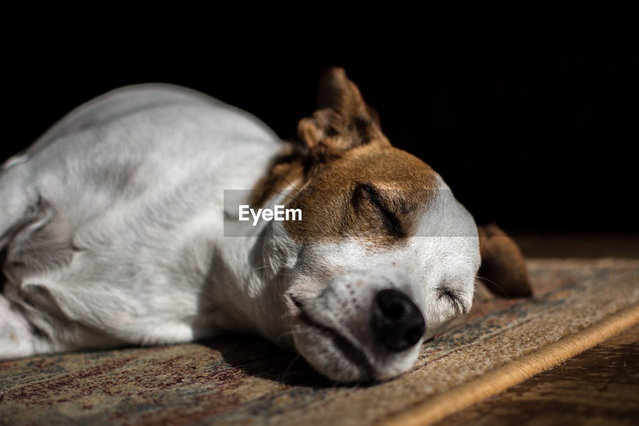 CLOSE-UP OF A DOG SLEEPING ON FLOOR