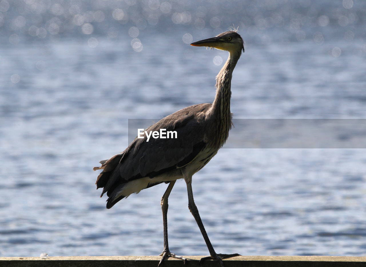 Gray heron standing by lake