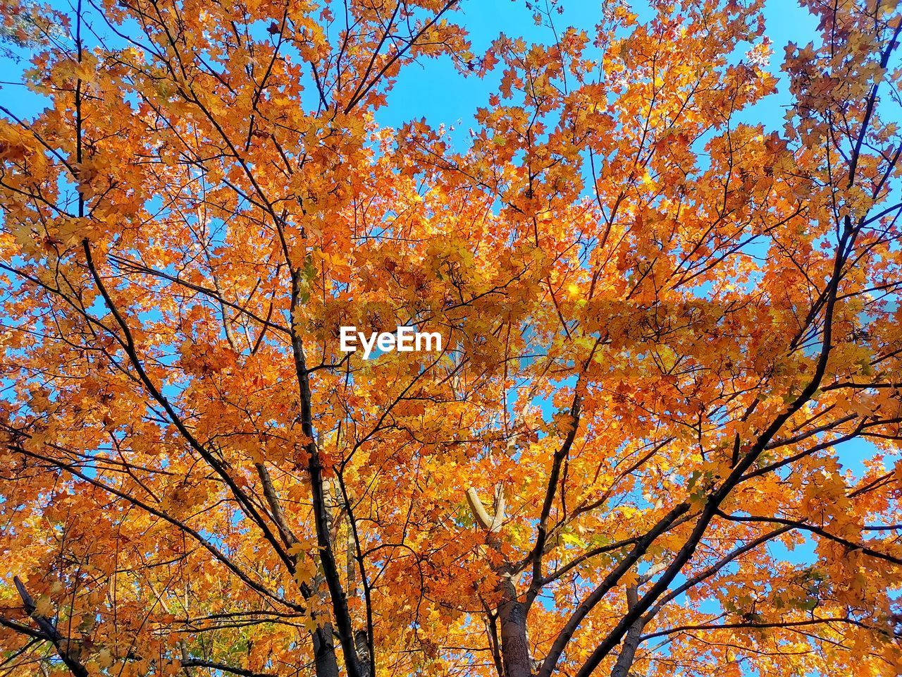 LOW ANGLE VIEW OF AUTUMNAL TREE AGAINST ORANGE SKY