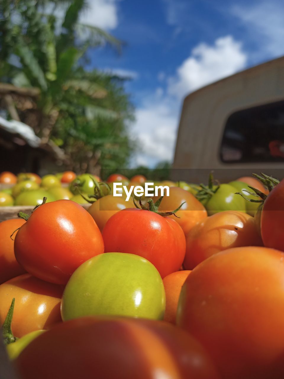 Close-up of tomatoes