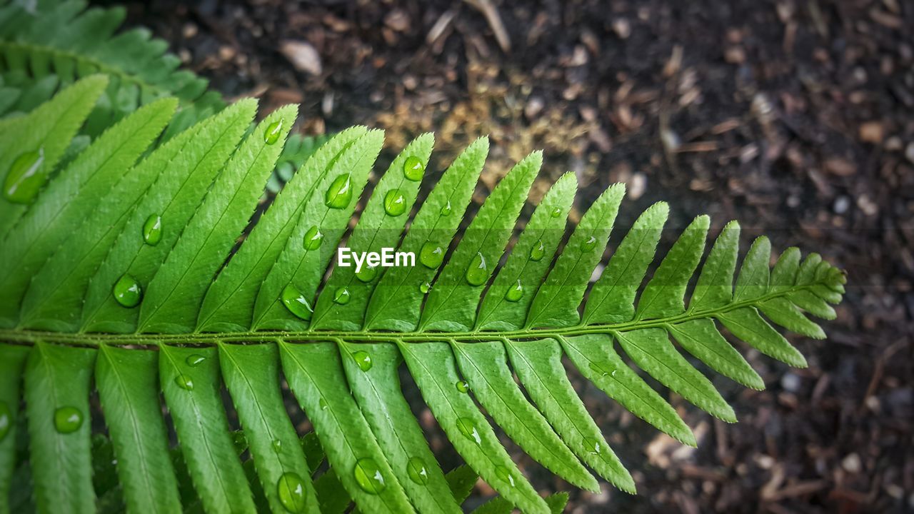 HIGH ANGLE VIEW OF RAINDROPS ON LEAF