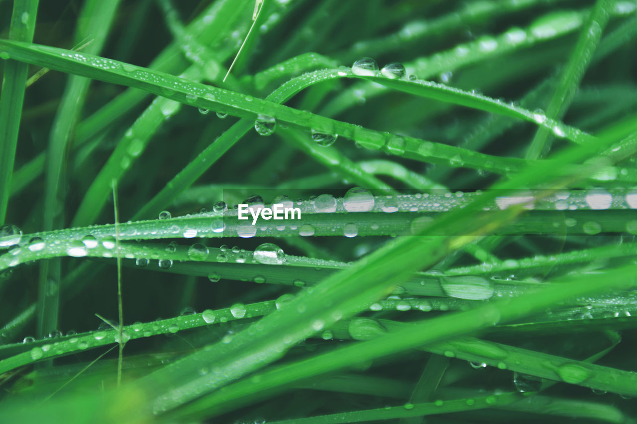 green, plant, grass, water, growth, drop, nature, wet, dew, blade of grass, moisture, beauty in nature, close-up, no people, leaf, plant part, plant stem, freshness, lawn, selective focus, backgrounds, macro photography, outdoors, day, rain, flower, full frame, hierochloe, tranquility, branch, environment