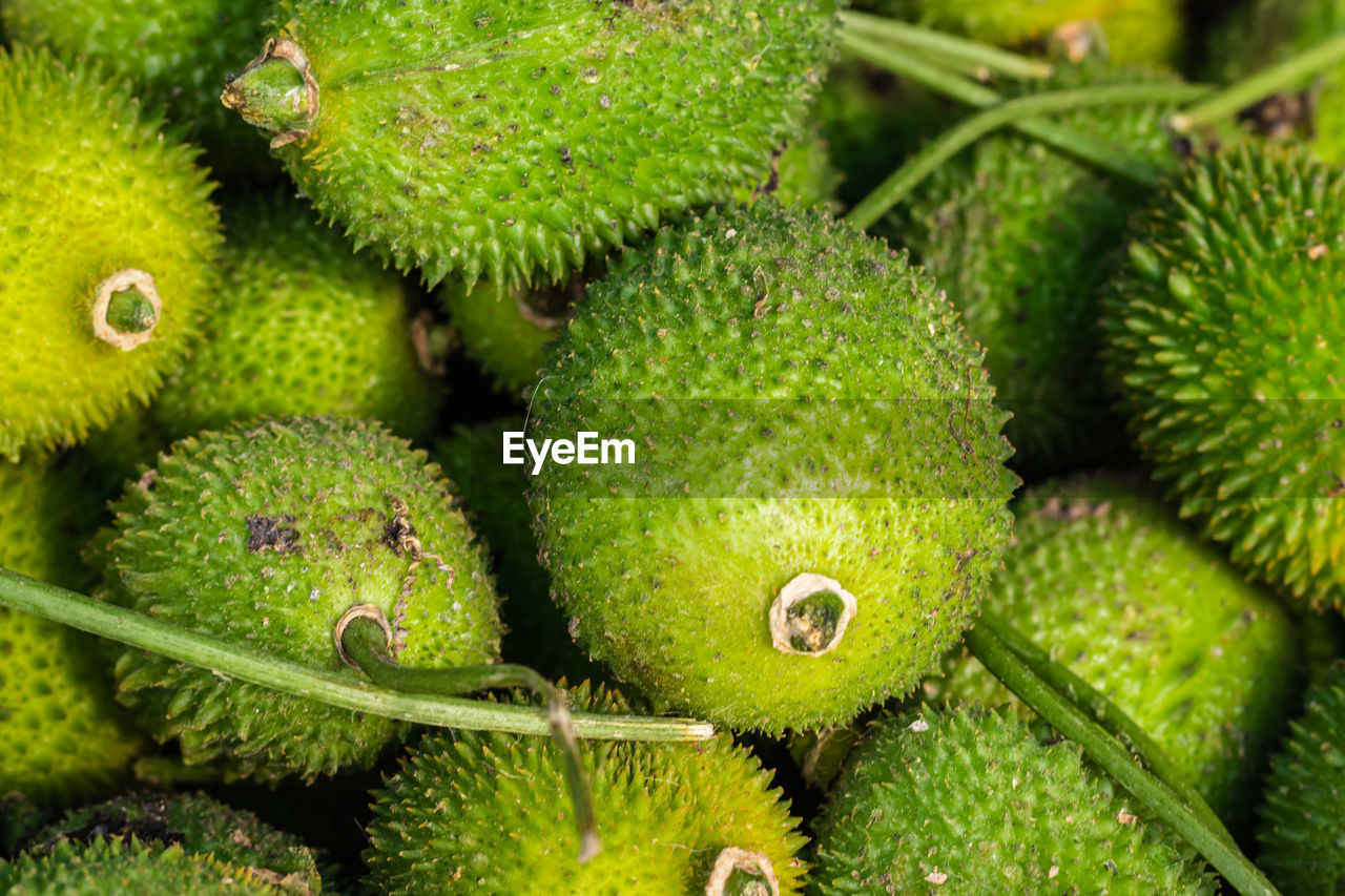 Fresh organic teasle gourd from farm close up from different angle