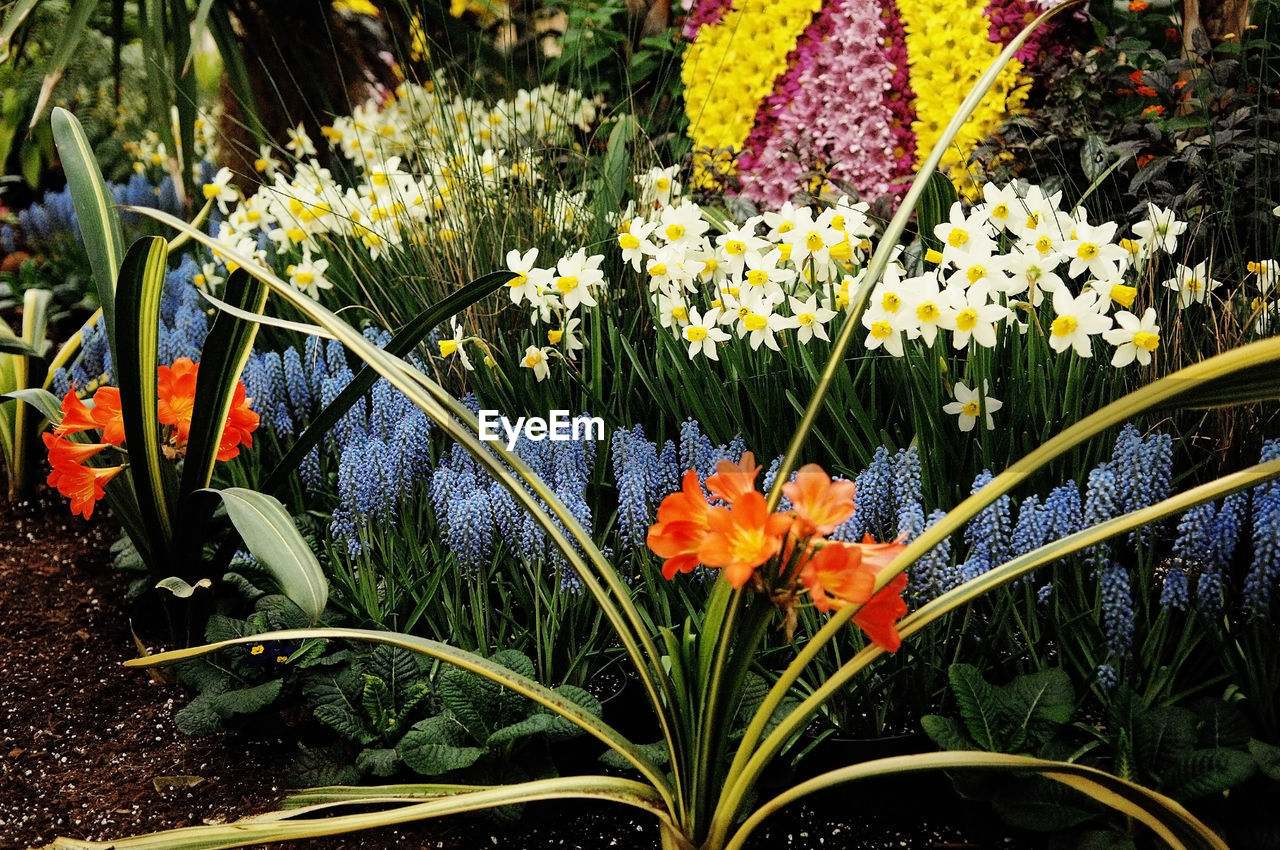 CLOSE-UP OF FLOWERING PLANTS AGAINST BLURRED GARDEN