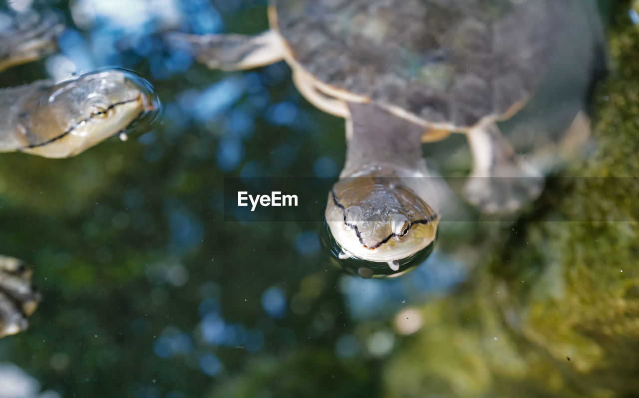 High angle view of turtle swimming in pond
