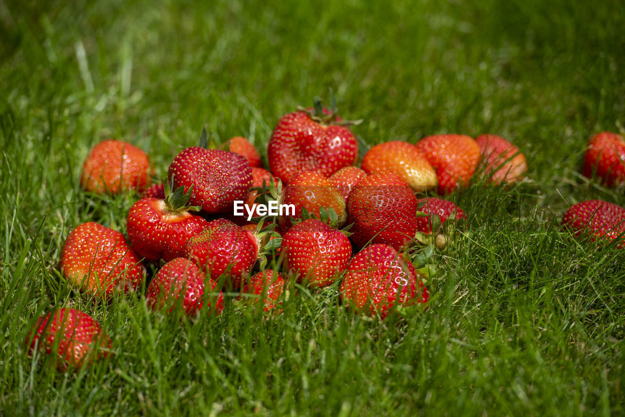 strawberry, food, food and drink, healthy eating, fruit, plant, freshness, red, produce, berry, grass, wellbeing, no people, nature, field, green, close-up, growth, land, strawberry tree, agriculture, day, flower, outdoors, macro photography, berries, ripe