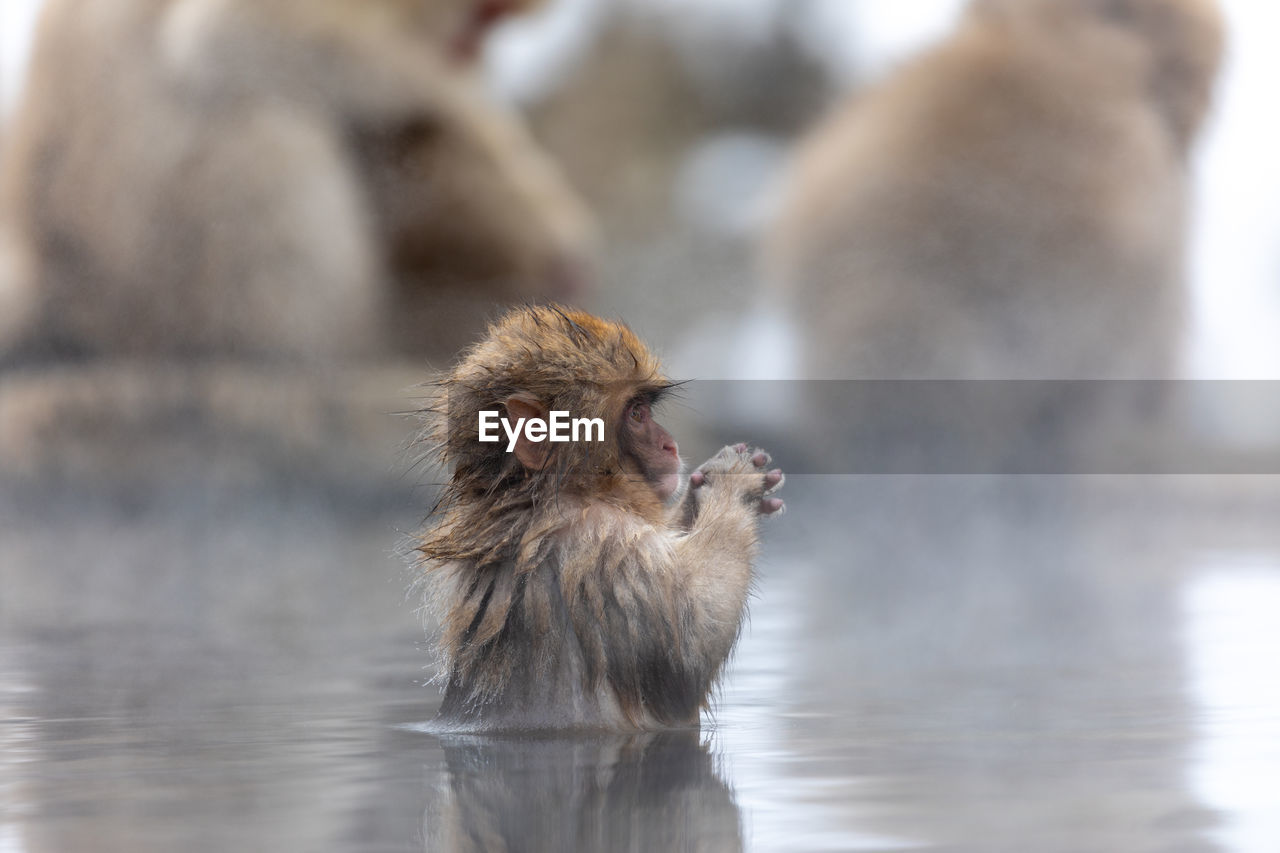 Japanese macaque in hot spring