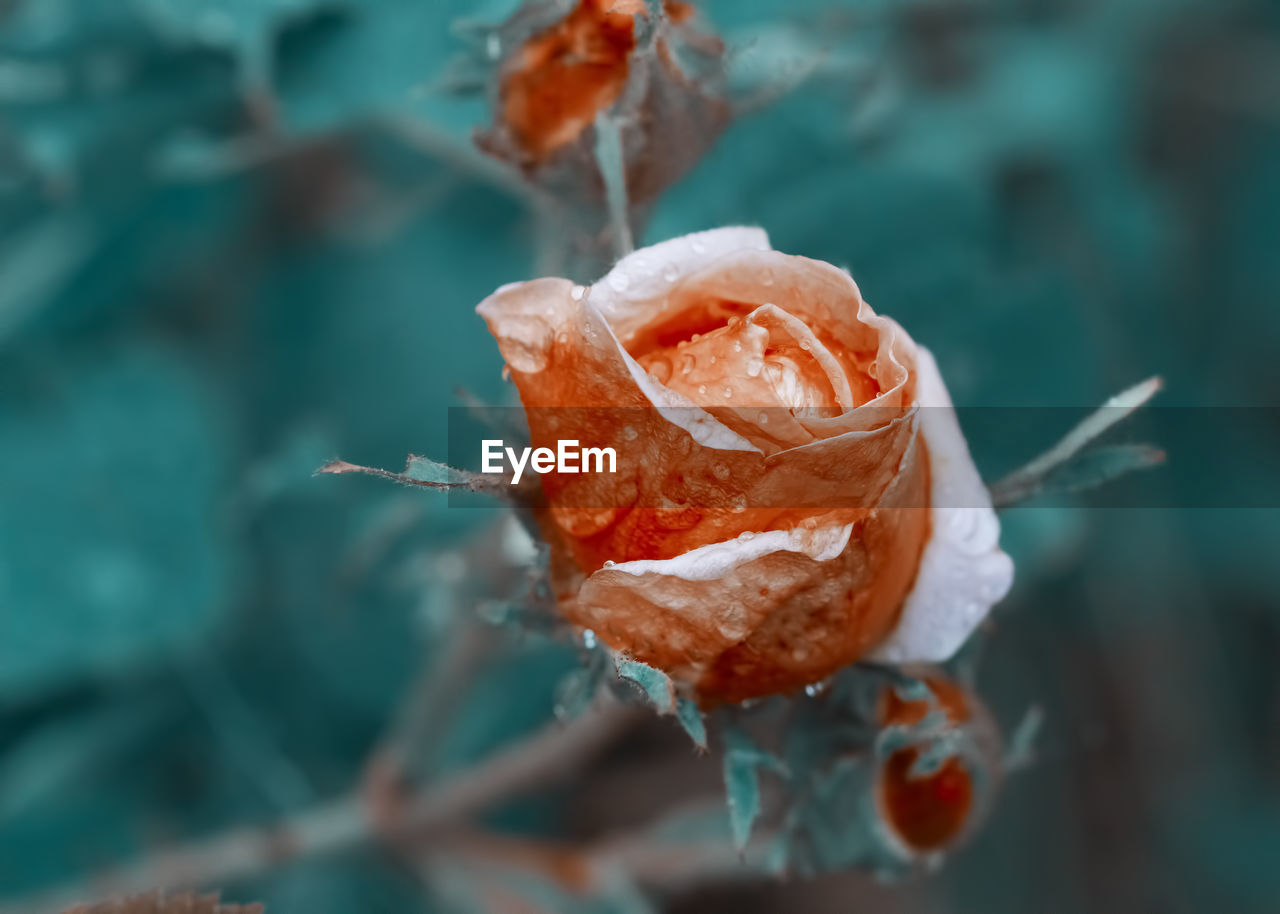 Close-up of wet rose