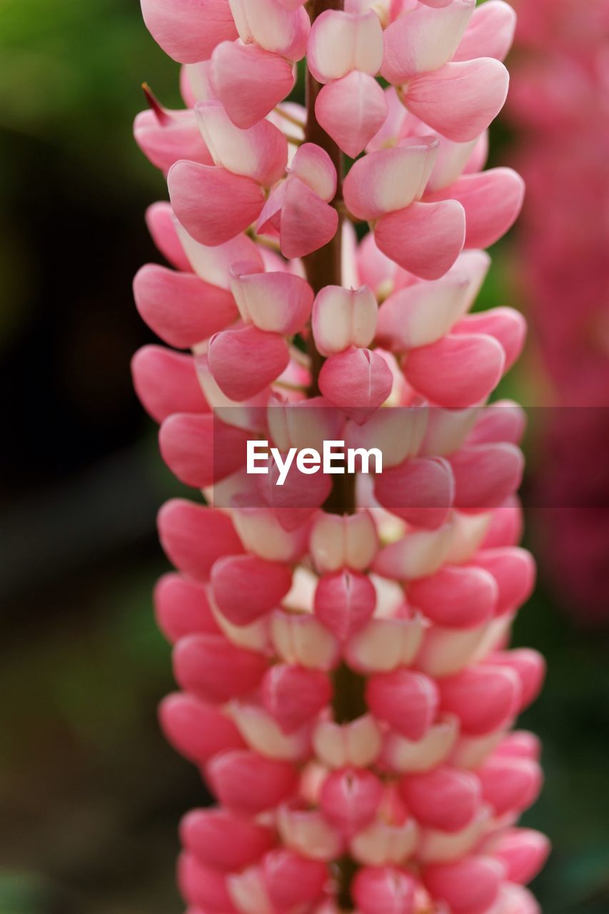 Close-up of pink flowers growing outdoors