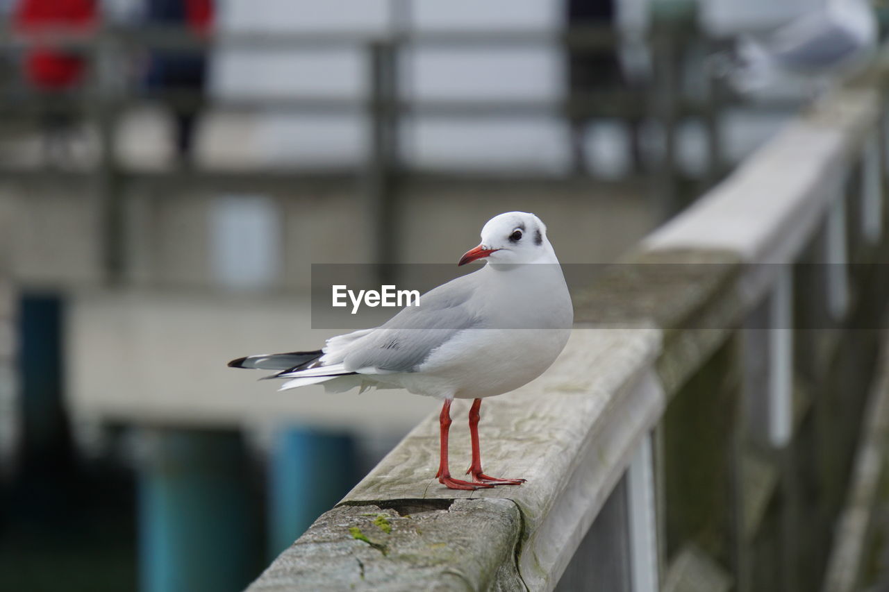 Close-up of seagull perching on wooden post