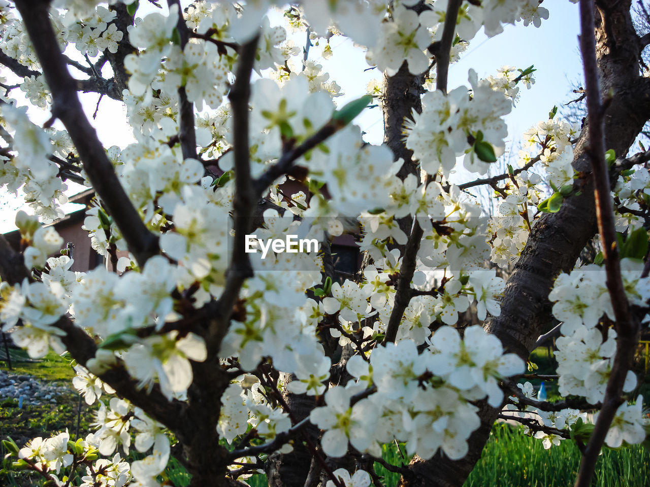 CLOSE-UP OF WHITE FLOWERING TREE