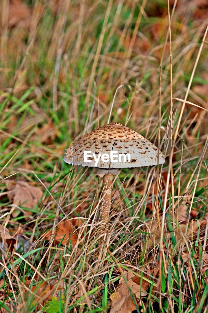 CLOSE-UP OF MUSHROOM ON GRASS