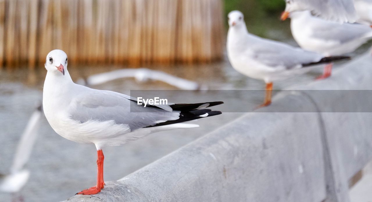 SEAGULLS PERCHING ON A LAKE