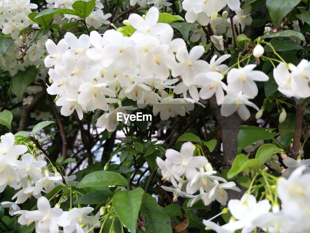 CLOSE-UP OF WHITE FLOWERS BLOOMING IN PLANT