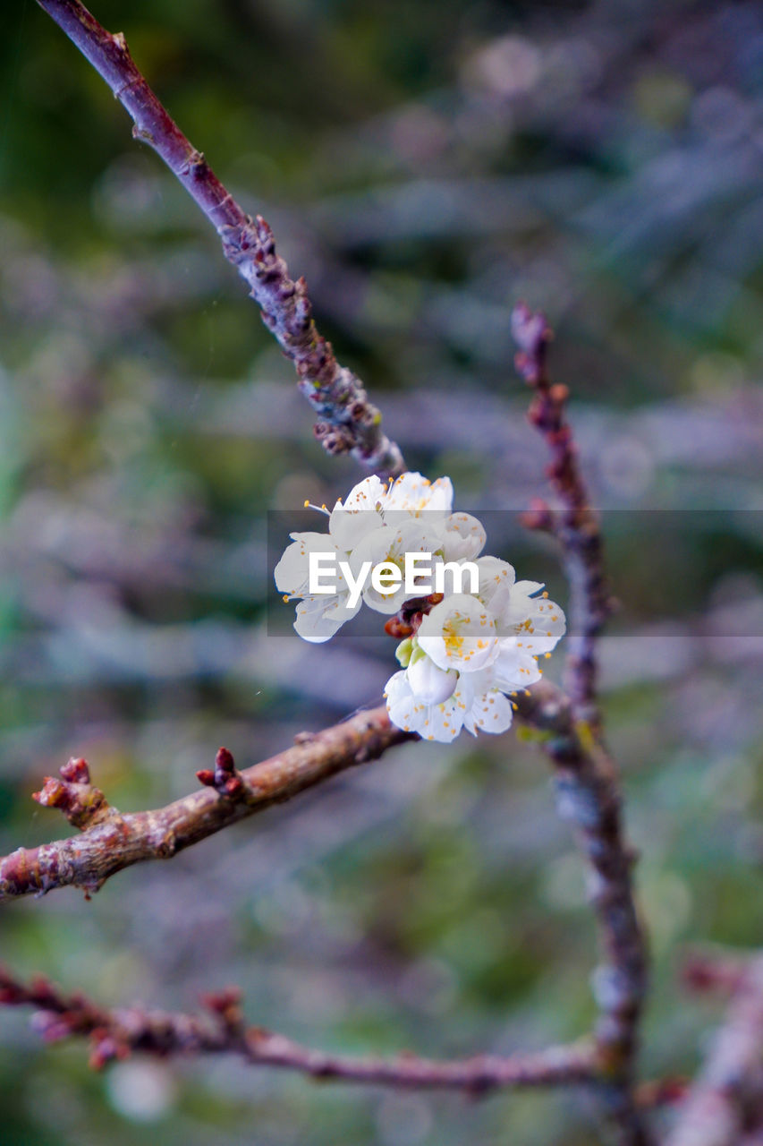 Close-up of cherry blossom on tree