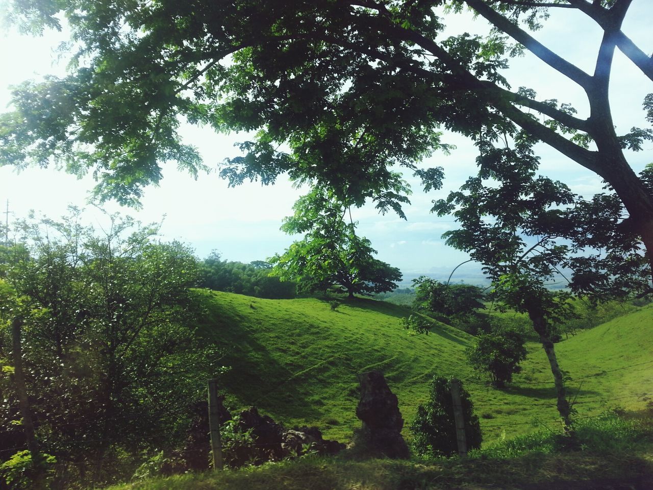 Trees on landscape