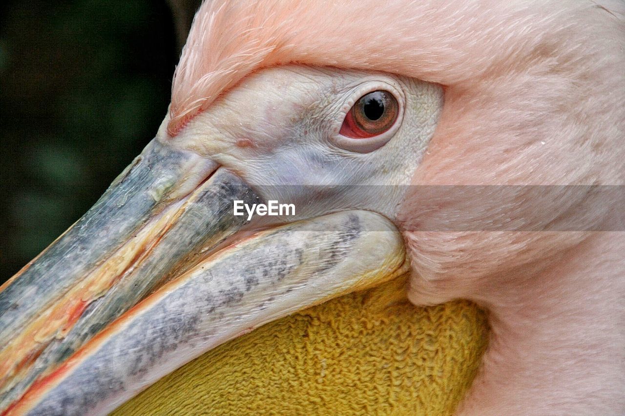 Cropped image of pink pelican