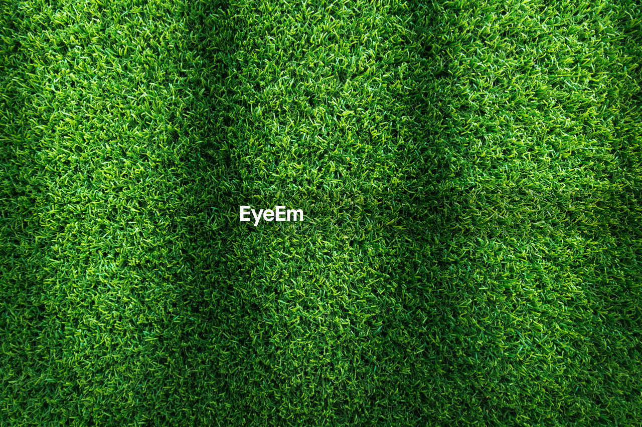 HIGH ANGLE VIEW OF GREEN GRASS