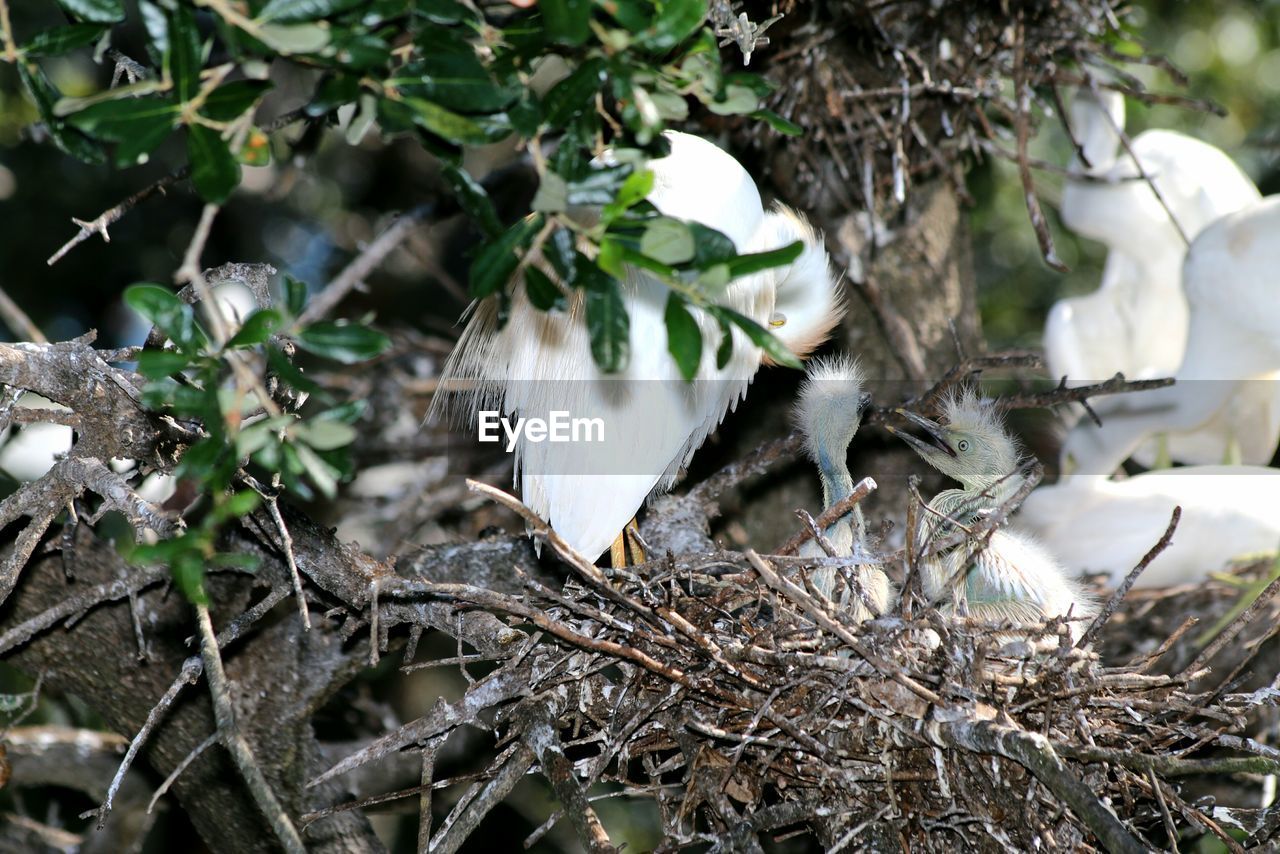 View of birds in nest