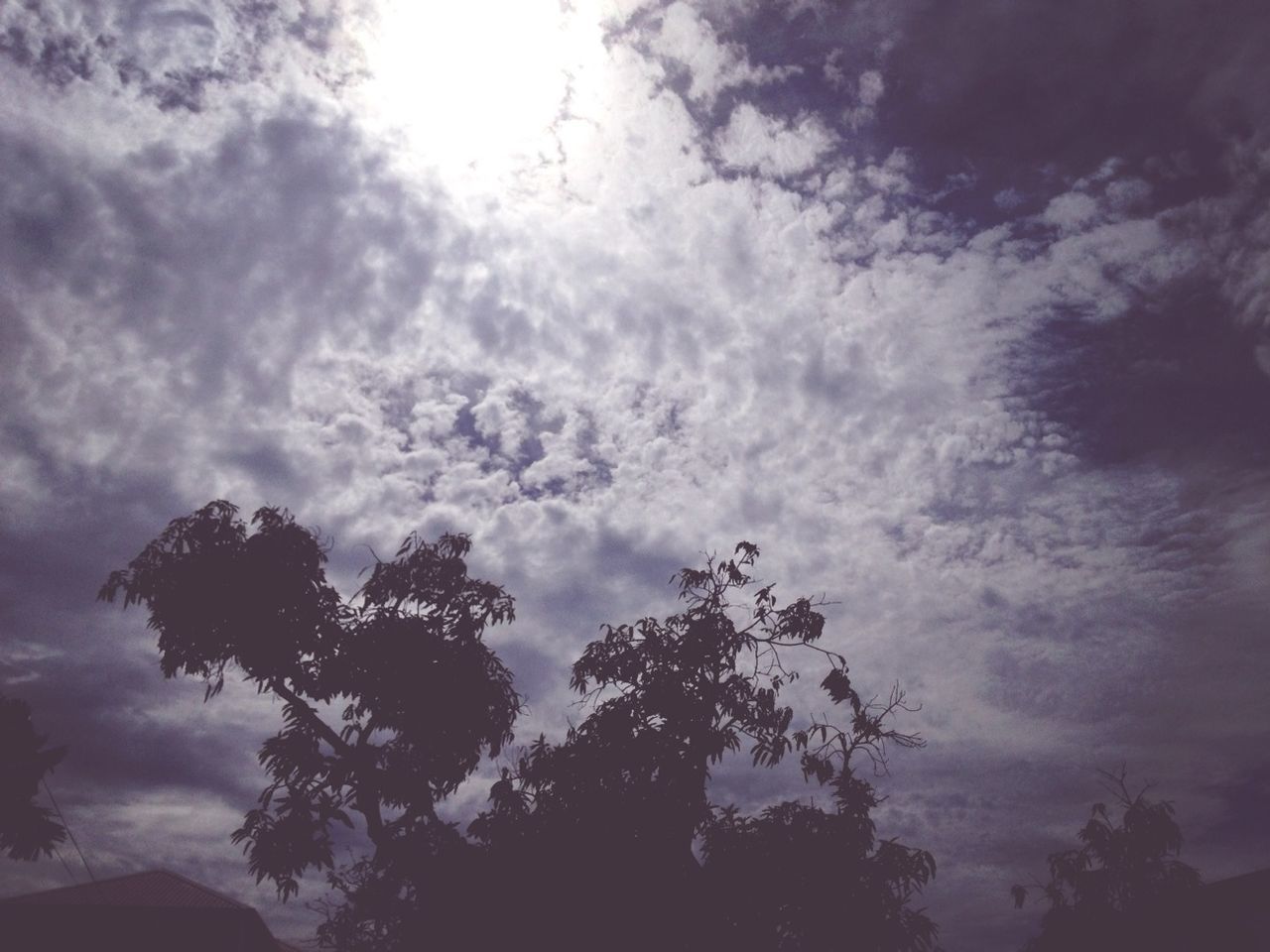 LOW ANGLE VIEW OF TREES AGAINST CLOUDY SKY