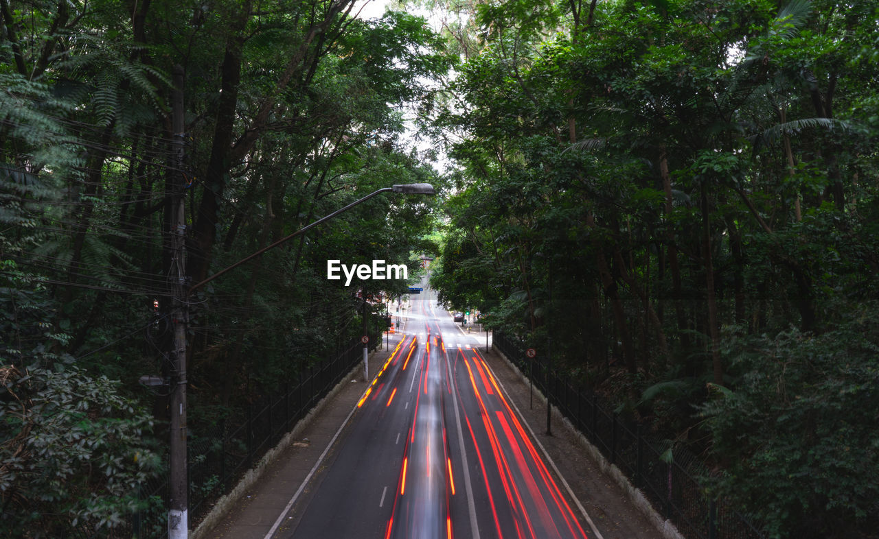 Light trails on road amidst trees in forest