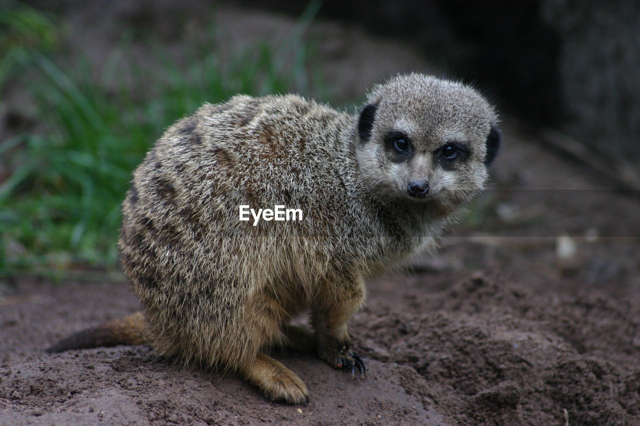 Close-up portrait of baby meerkat on field