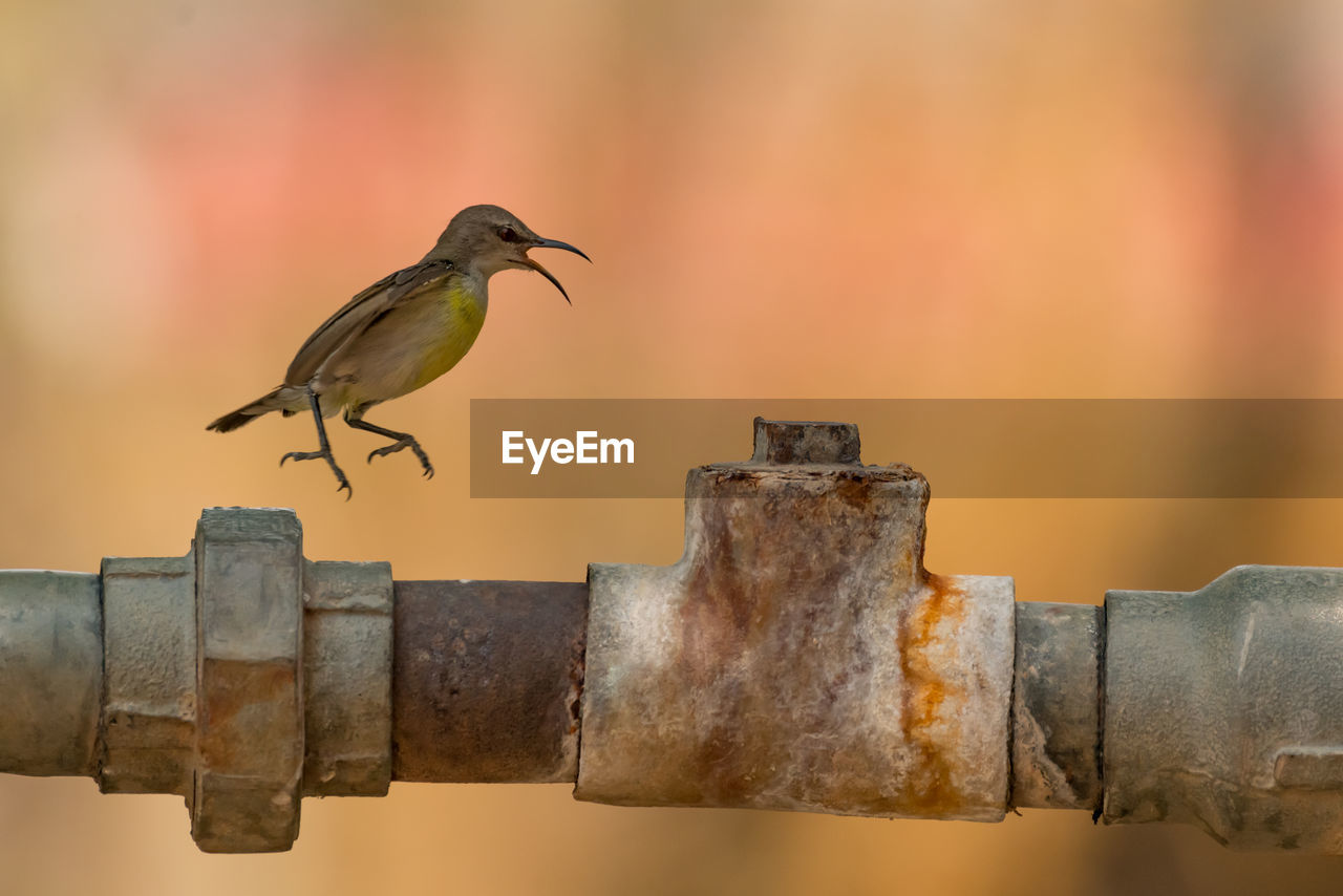 Close-up of bird in mid-air