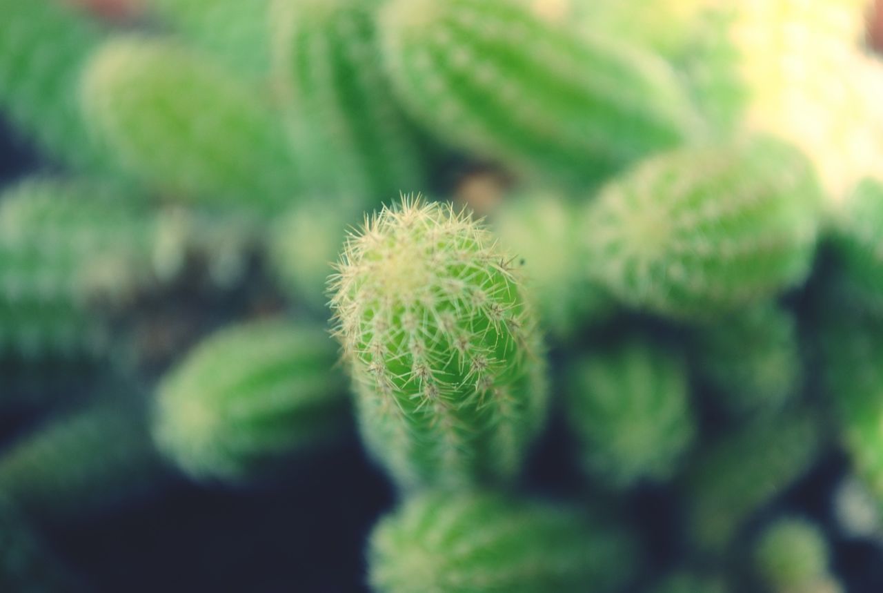 Close-up of cactus plant