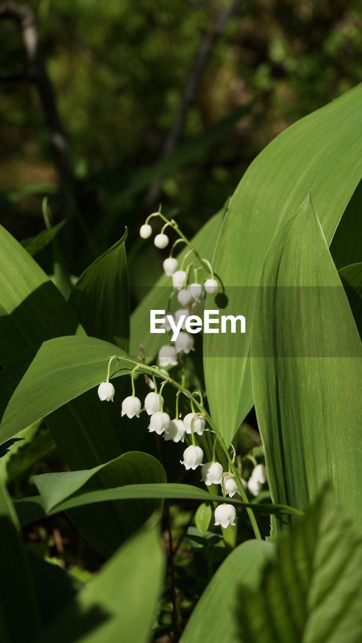 CLOSE-UP OF WHITE FLOWERING PLANT WITH GREEN LEAVES