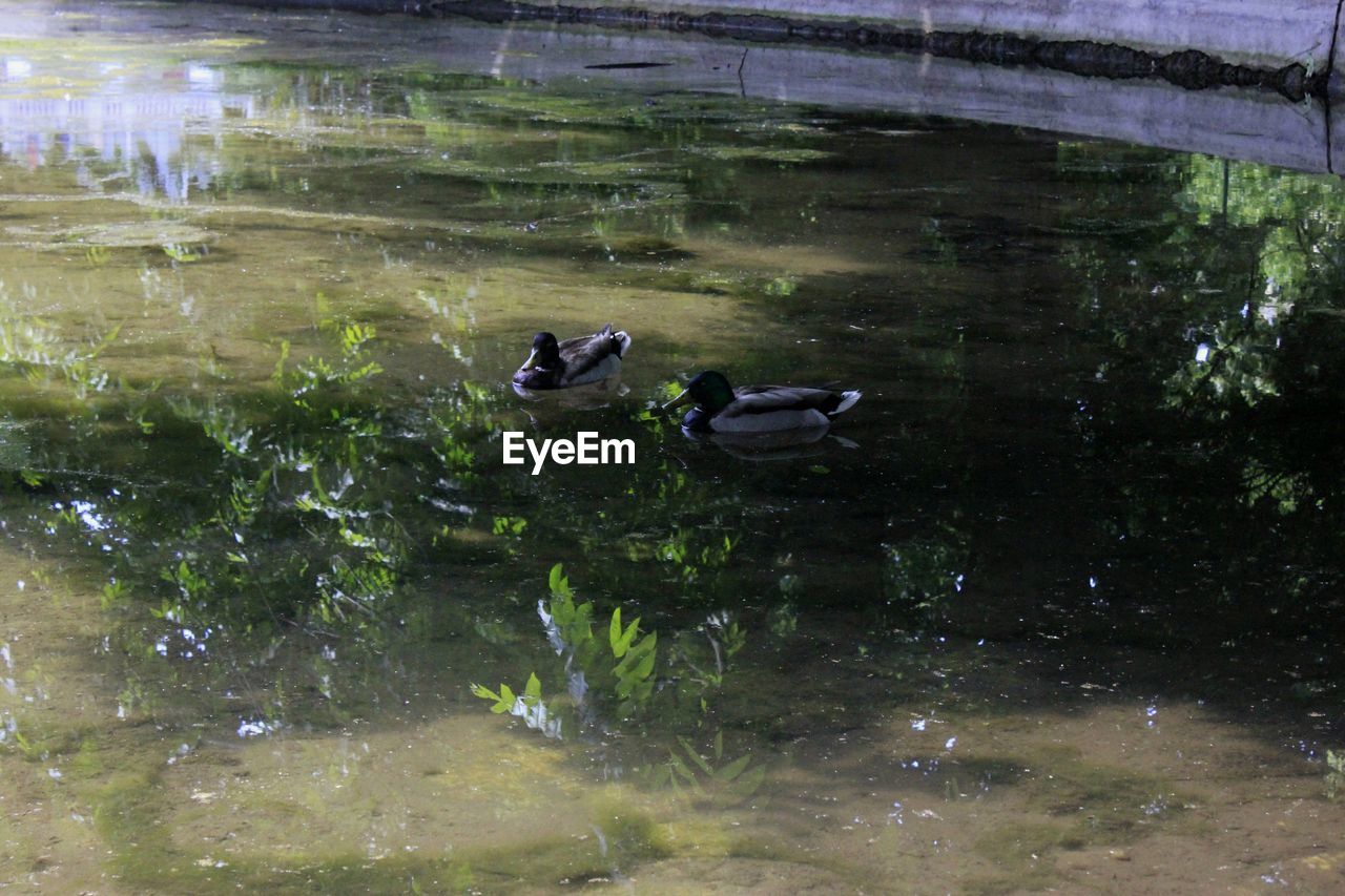 DUCKS SWIMMING IN LAKE