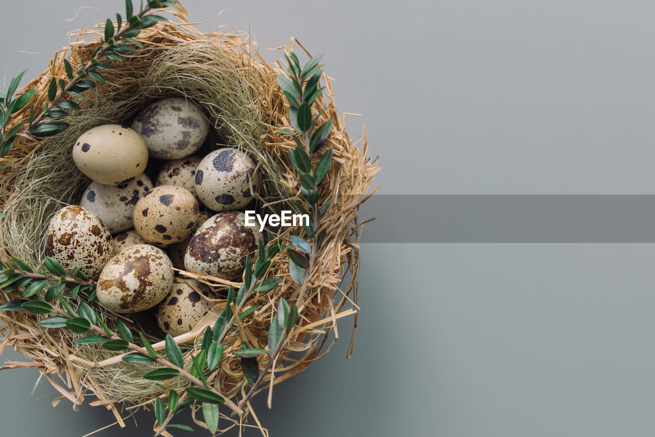 Quail eggs in nest on gray background