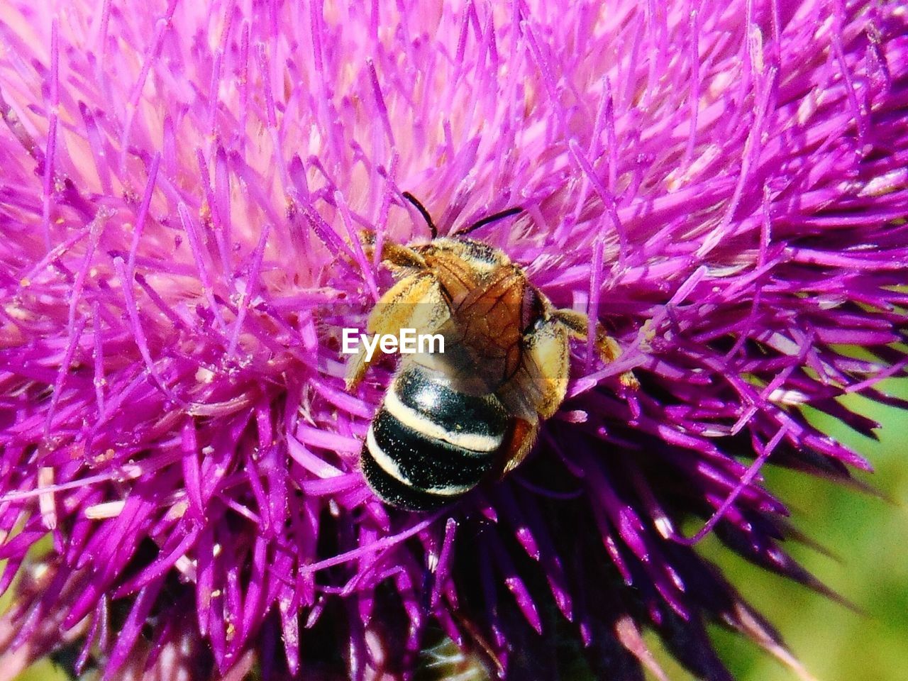 Detail shot of bee on flower