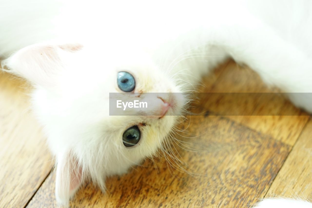CLOSE-UP PORTRAIT OF A CAT