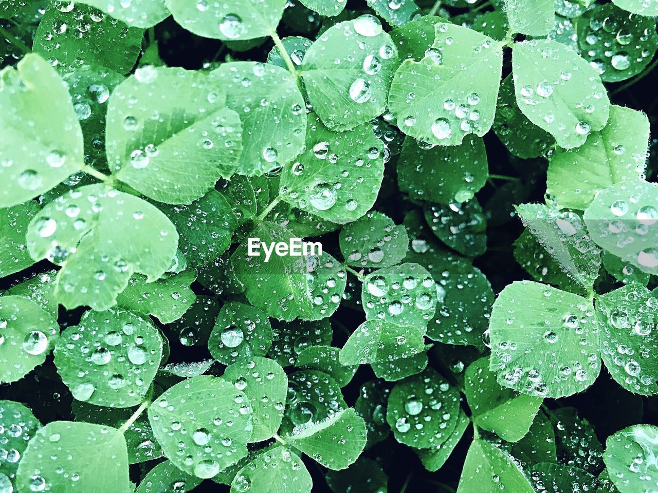 Full frame shot of raindrops on plants