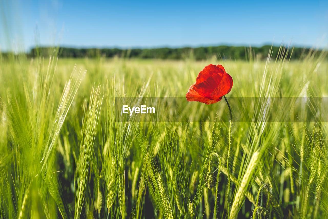 Close-up of wheat growing on field