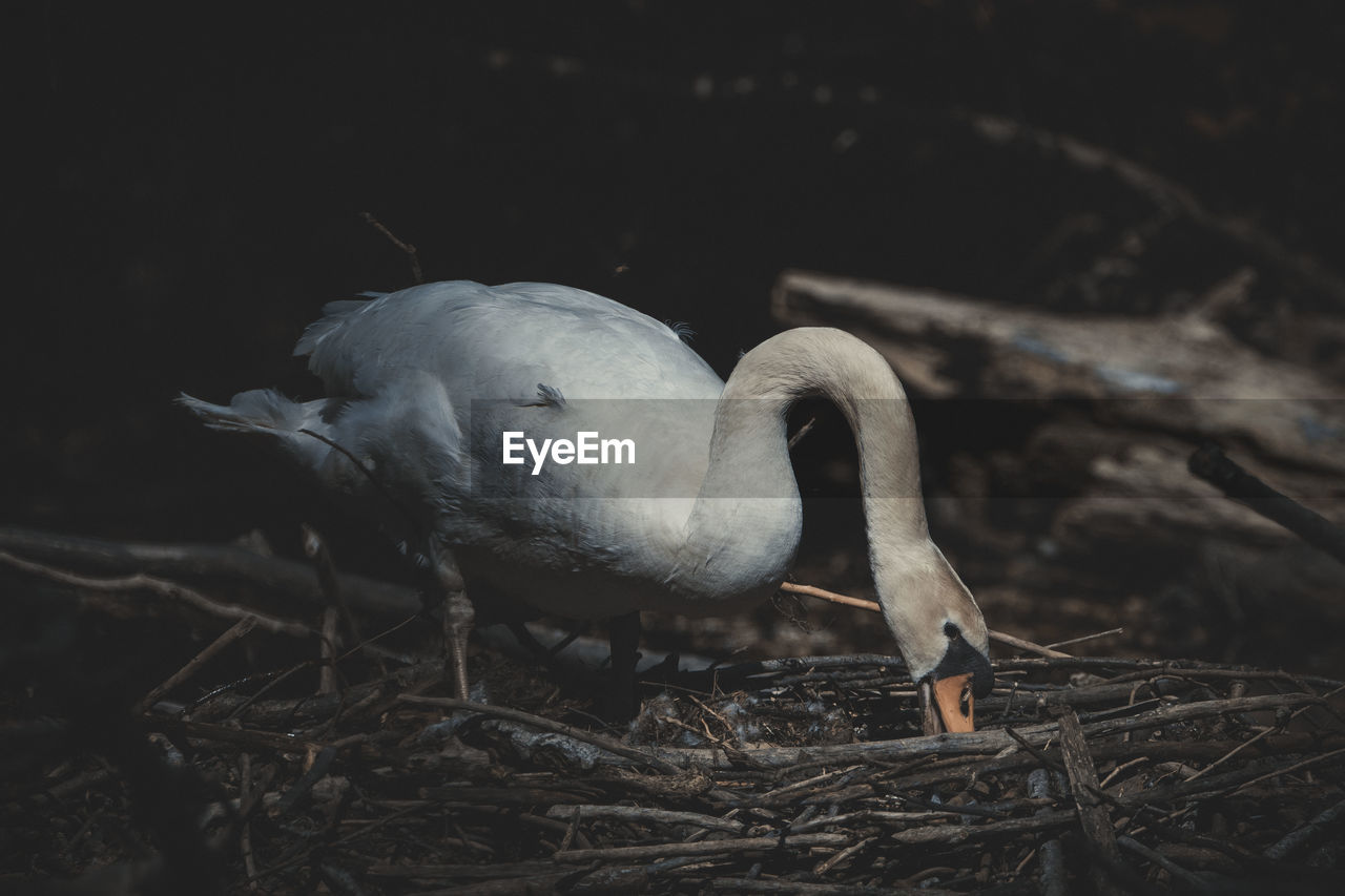 Close-up of a swan in nest