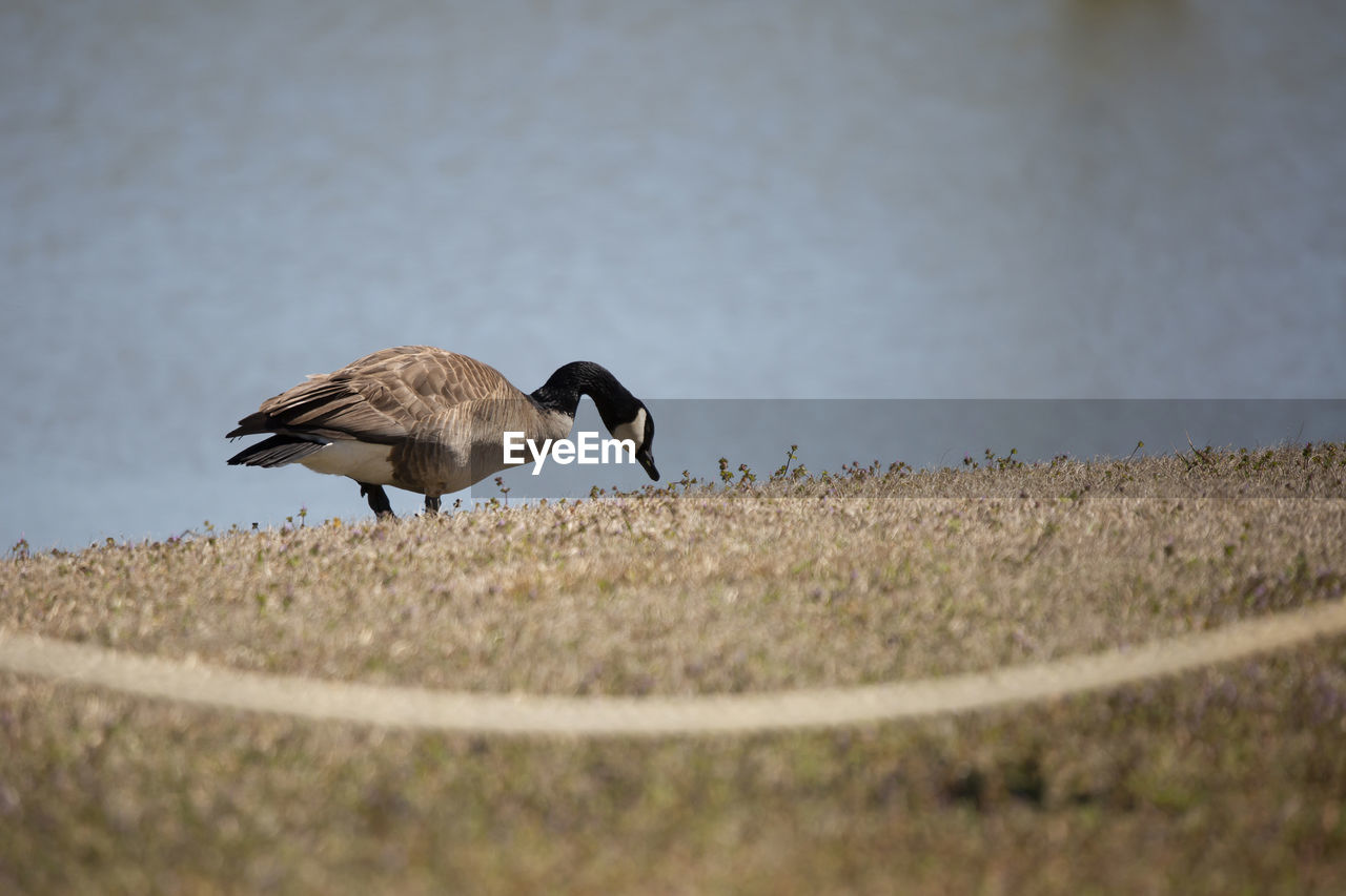 animal themes, animal, animal wildlife, bird, wildlife, nature, one animal, selective focus, duck, water bird, no people, ducks, geese and swans, close-up, side view, day, grass, outdoors, goose, beak, wing, full length, flying, environment