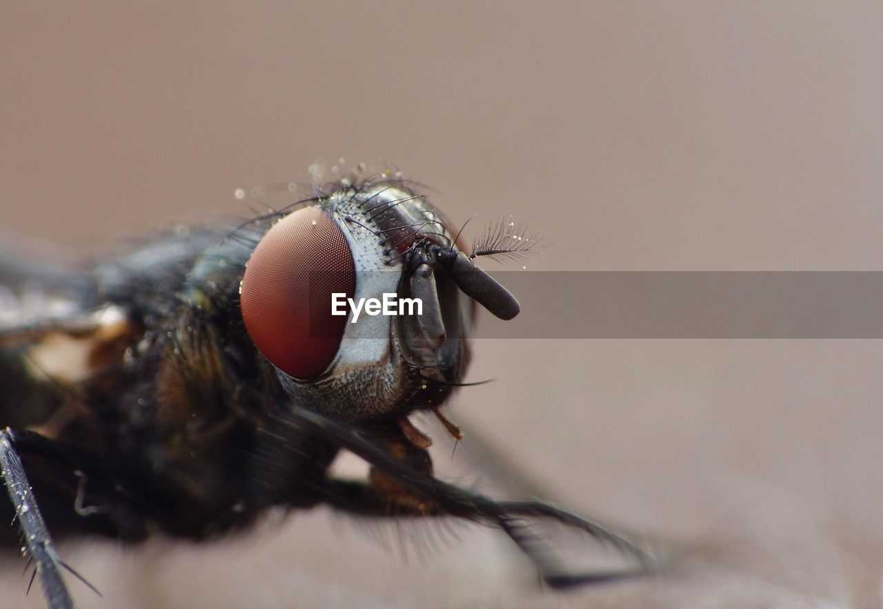 Close-up of housefly 
