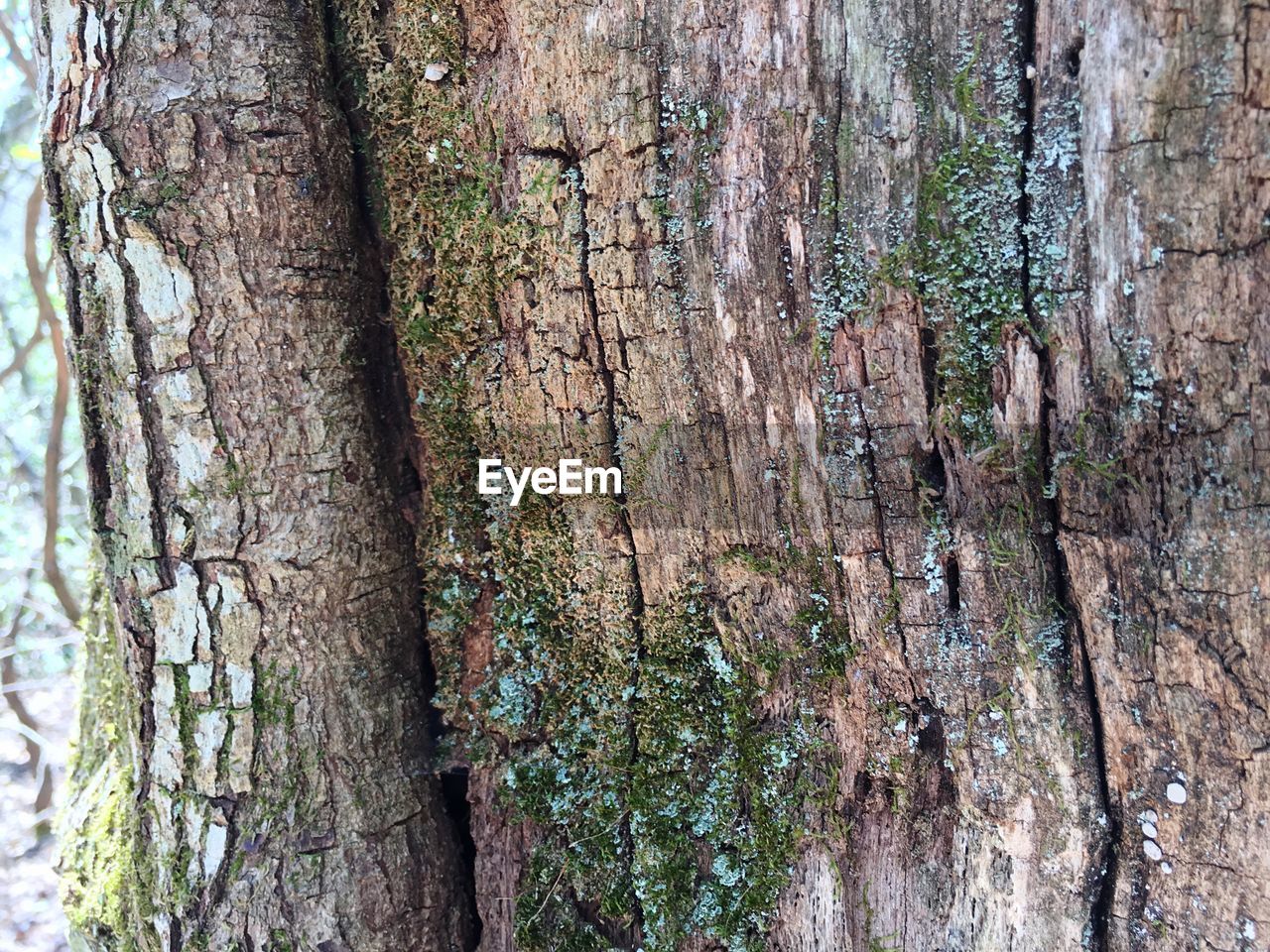 Moss growing on tree trunk