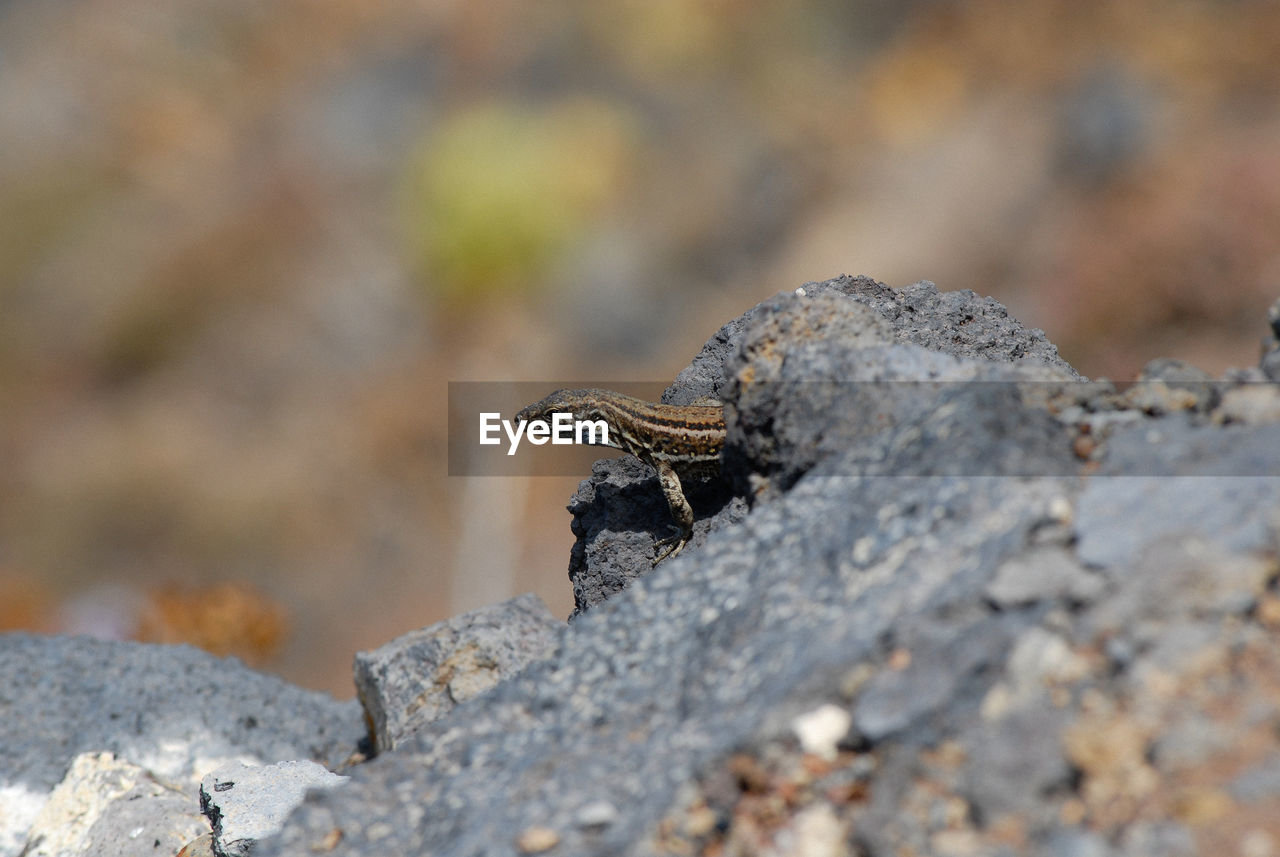 Close-up of lizard on rock