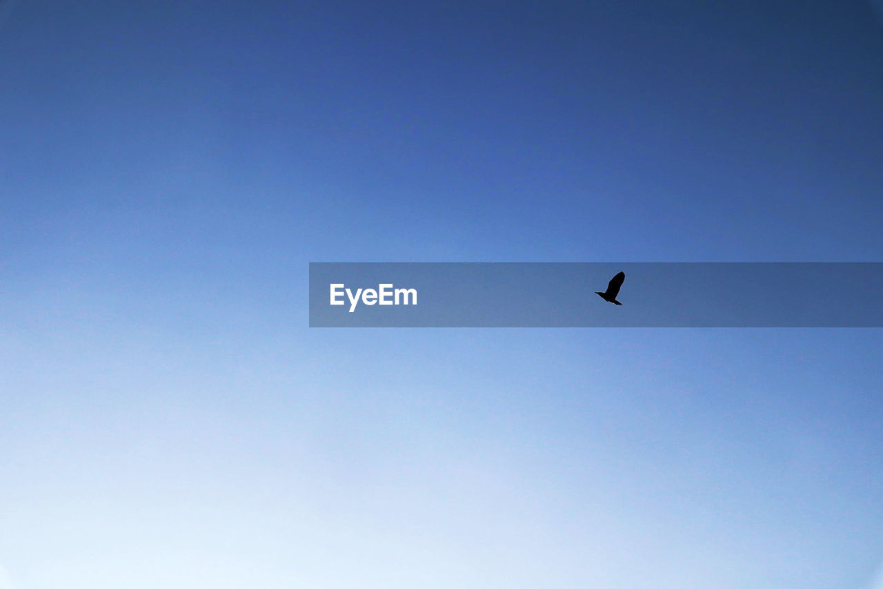 LOW ANGLE VIEW OF BIRDS FLYING IN SKY