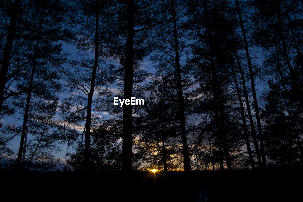 SILHOUETTE TREES AGAINST SKY AT NIGHT