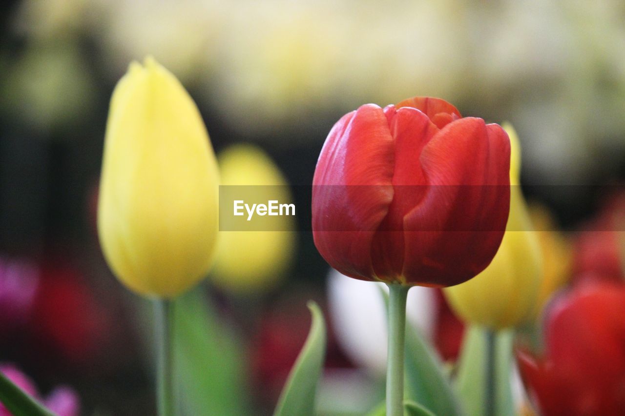 CLOSE-UP OF RED TULIP FLOWER