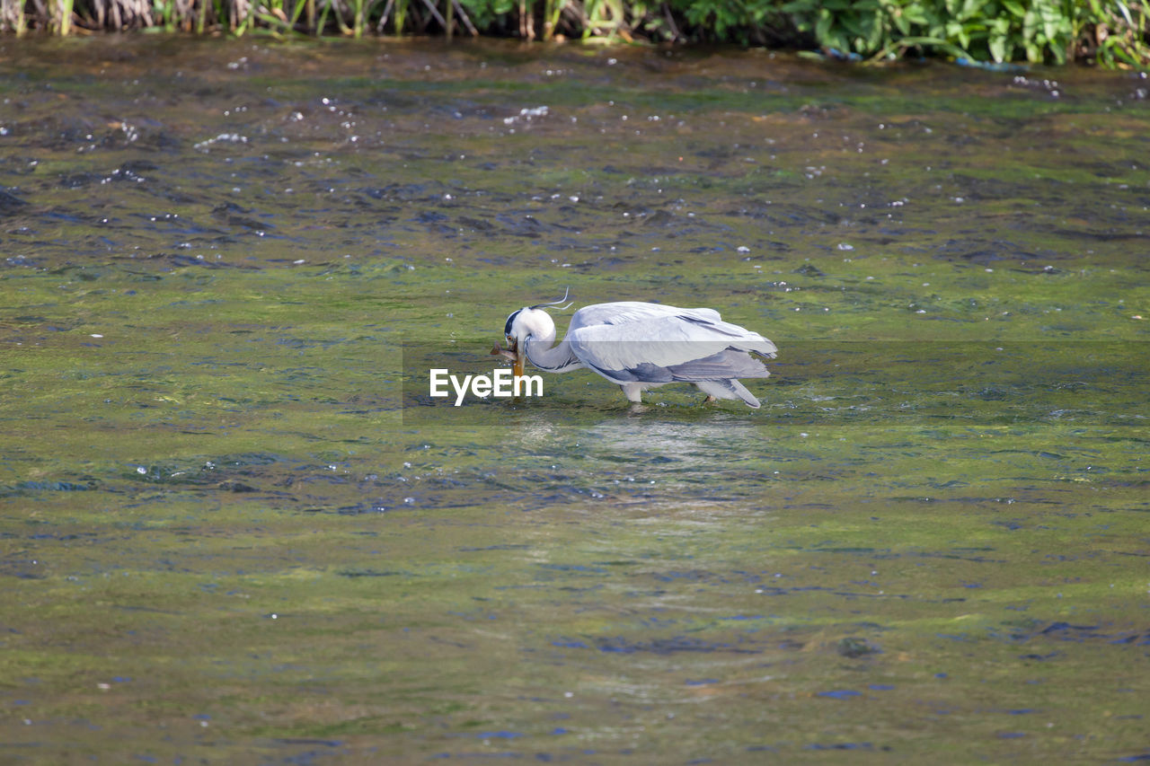 VIEW OF A BIRD IN LAKE