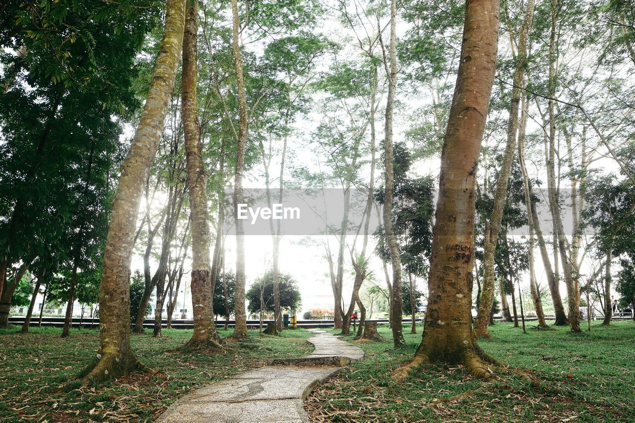 Footpath amidst trees in forest