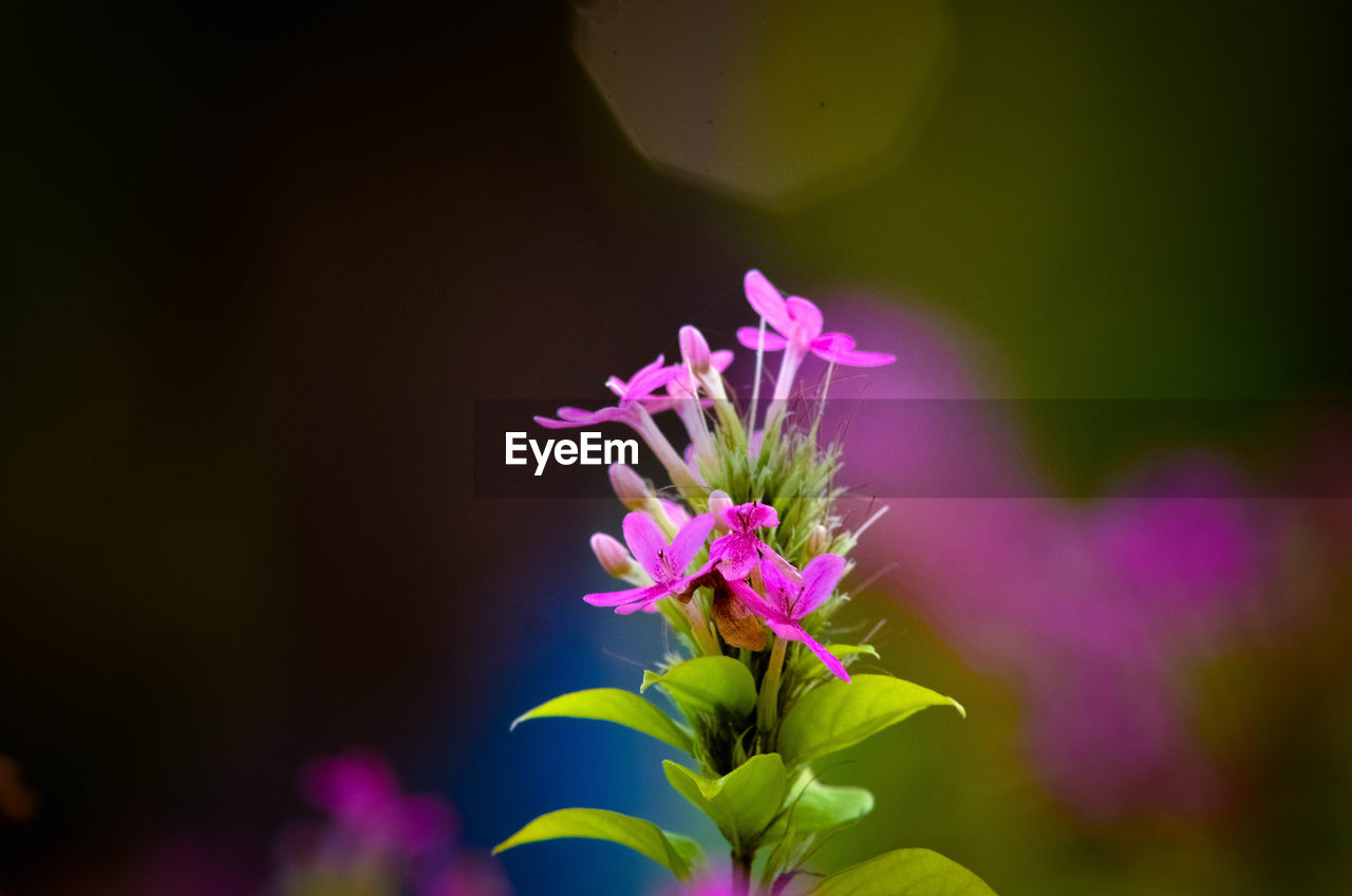 Close-up of purple flowers