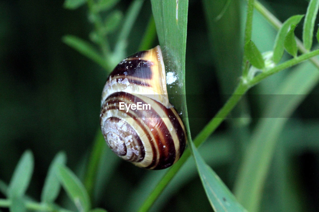 CLOSE-UP OF SNAIL